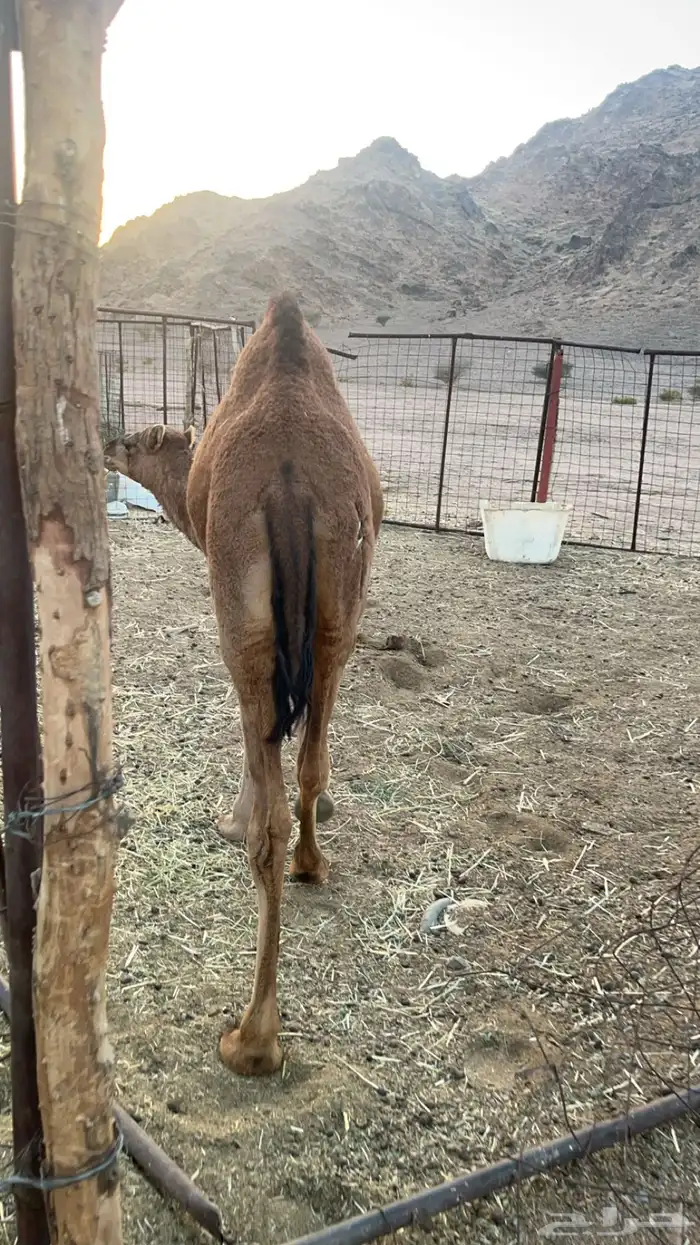 بكار للبيع(تم البيع) 0