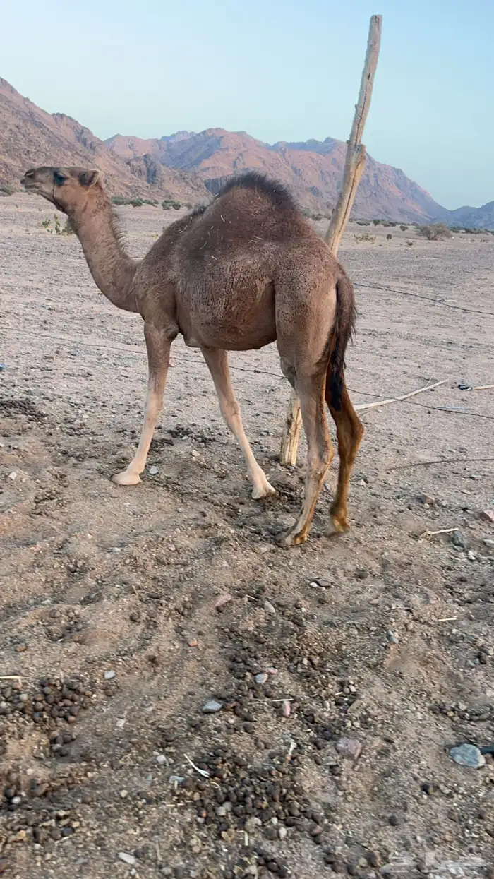 بكار للبيع(تم البيع) 4
