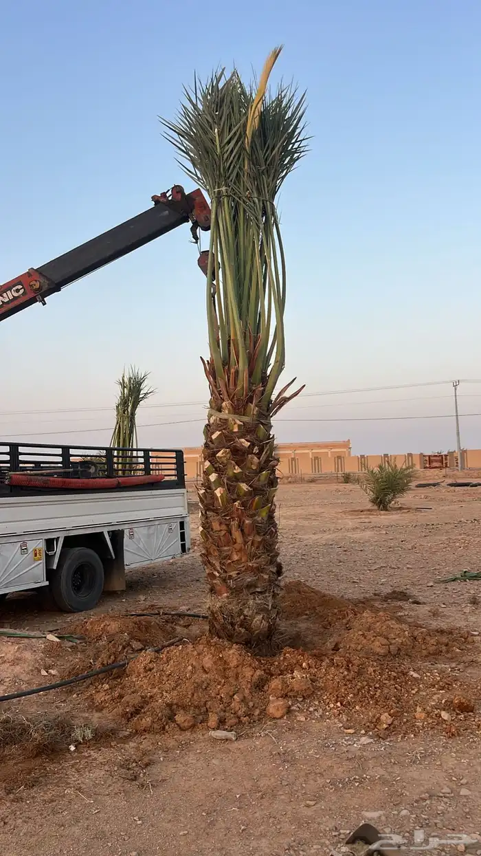 دينا دنه ابل تقل ونش رافعه 2