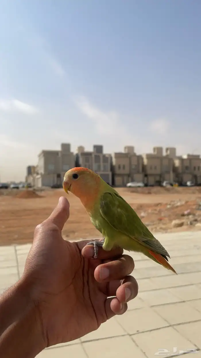 روز هدد (داخلي وخارجي) تم البيع 4
