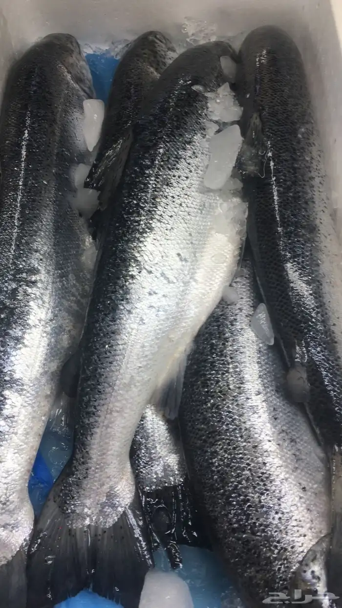 سمك بحري يومي طازج 2