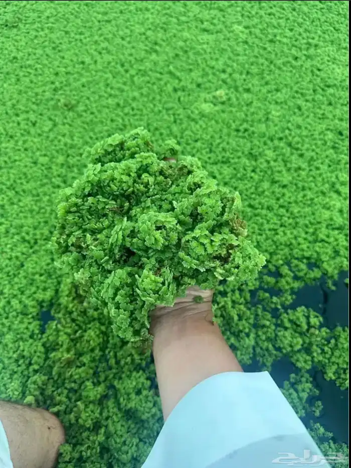 ازولا رخيصص عرض لايفوتك 0