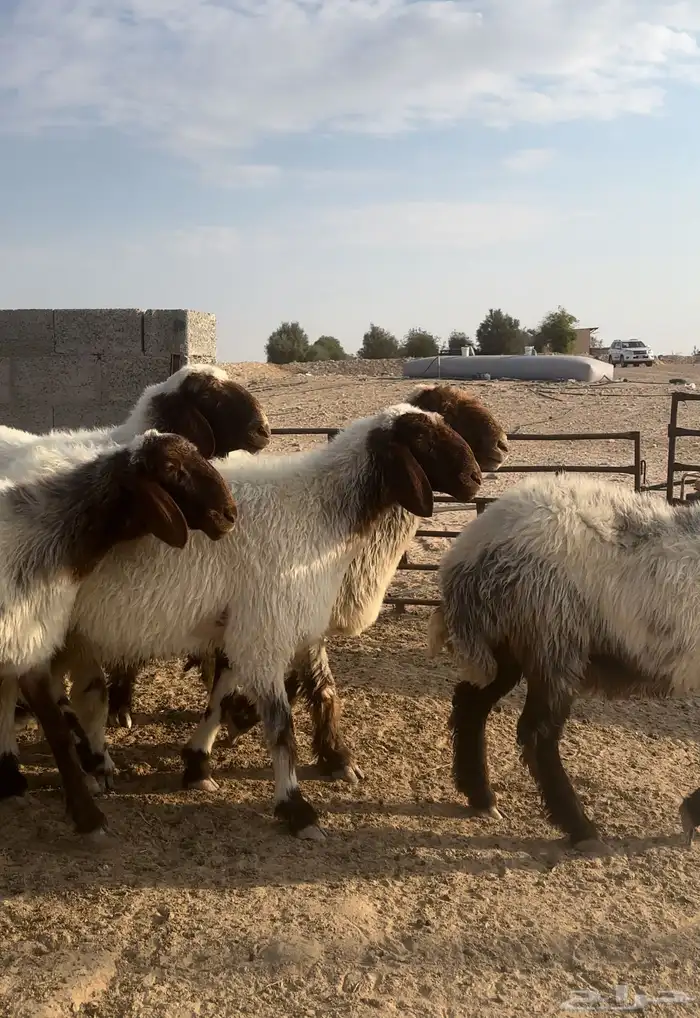 شياه 5 مضاريع غنم نعيم صنف 3