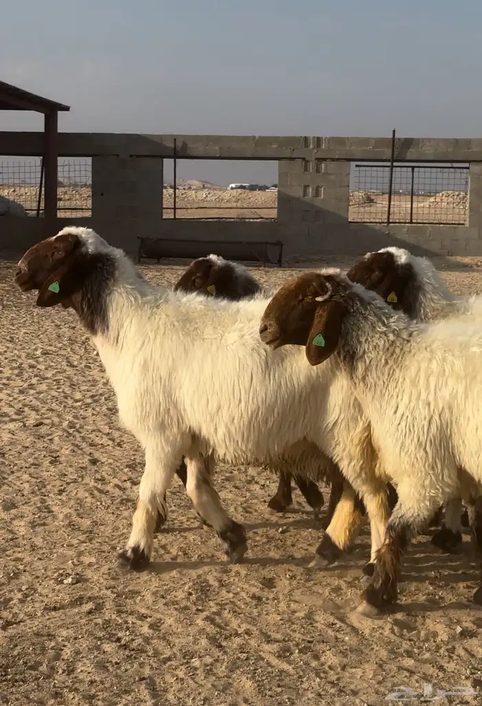 شياه 5 مضاريع غنم نعيم صنف 1