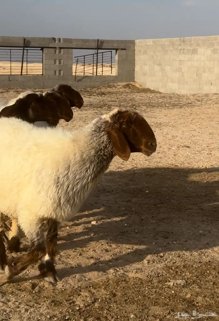 شياه 5 مضاريع غنم نعيم صنف 2