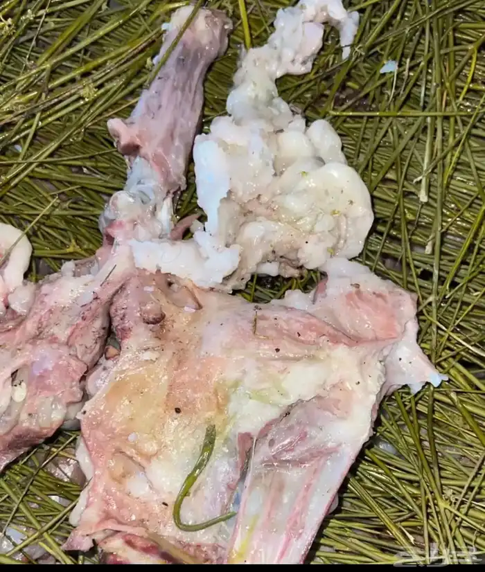 مرخ طازج للحنيذ والمندي للحنيذ والمندي يقطف يوم طلبك 1