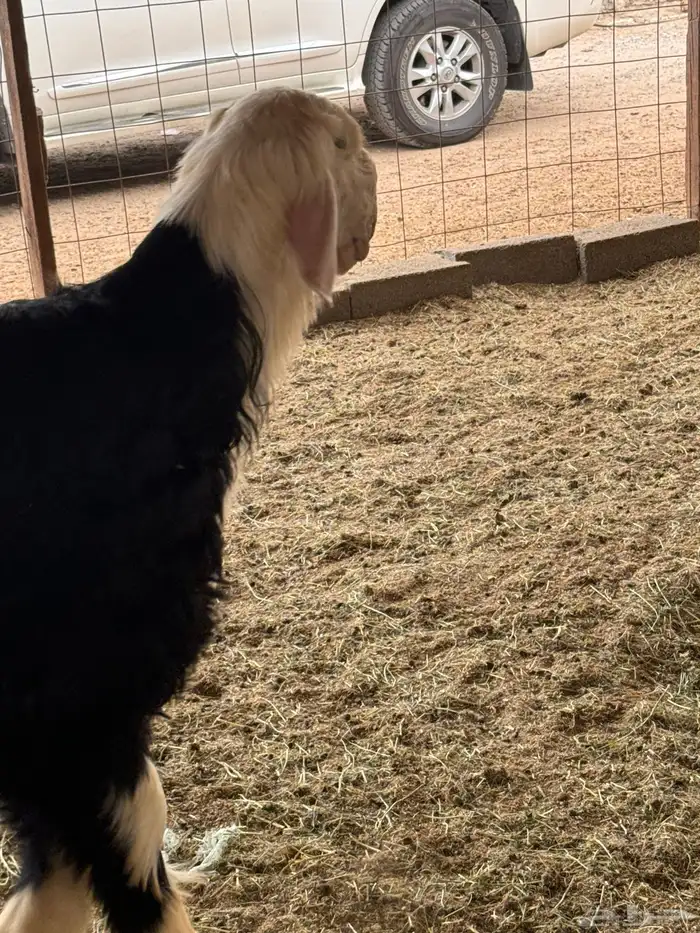 ذبايح طائفية حري-سواكني-نجدي بياض 21