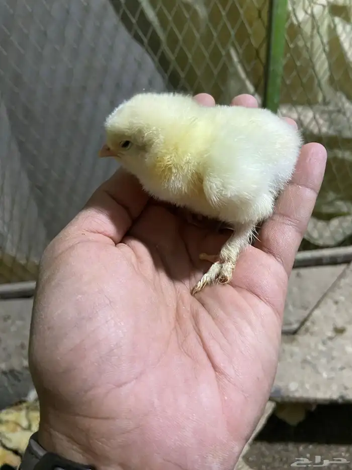 صوص فروخ دجاج براهما 1