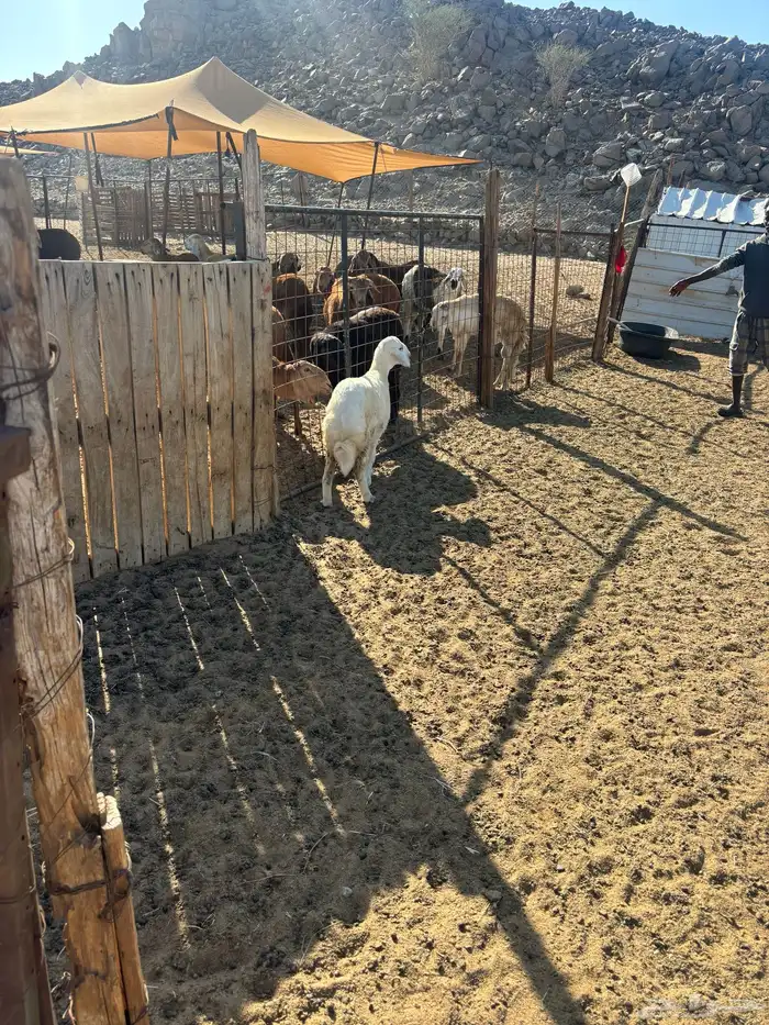 الشمسي طريق الخواجات 2