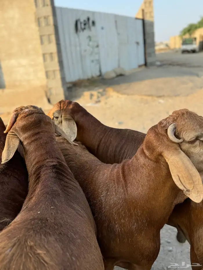 ذبايح طائفية حري-سواكني-نجدي بياض 11