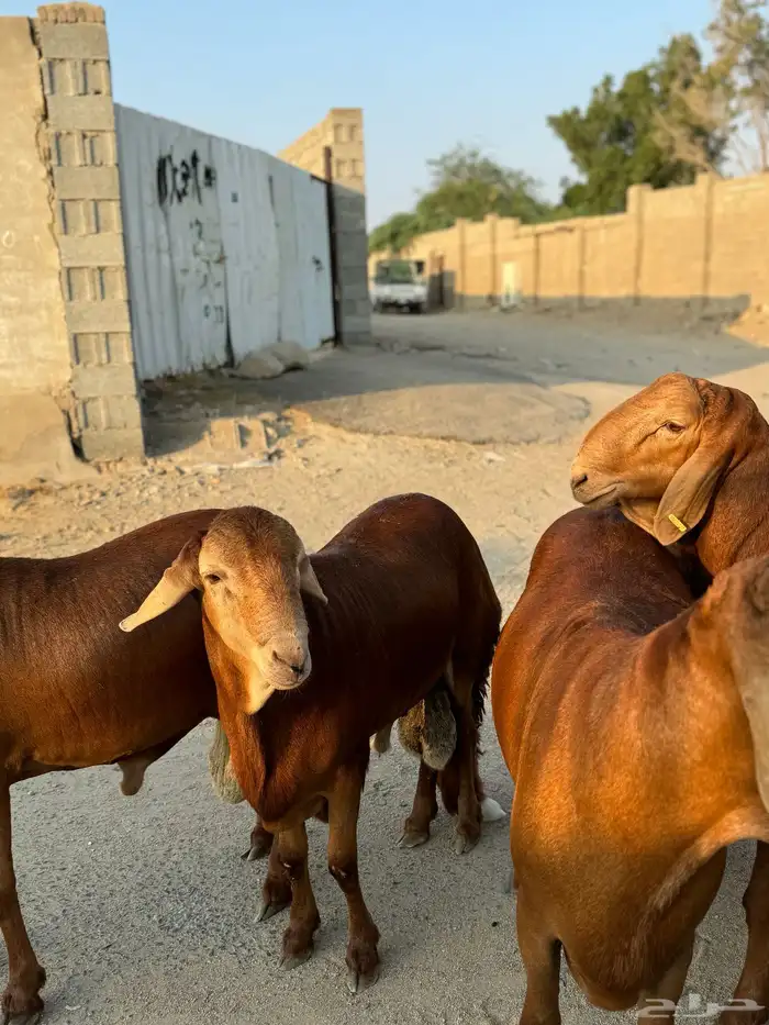 ذبايح طائفية حري-سواكني-نجدي بياض 10