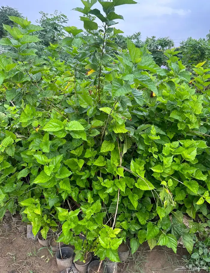 اشجار جوافه وتوت بالجمله 1