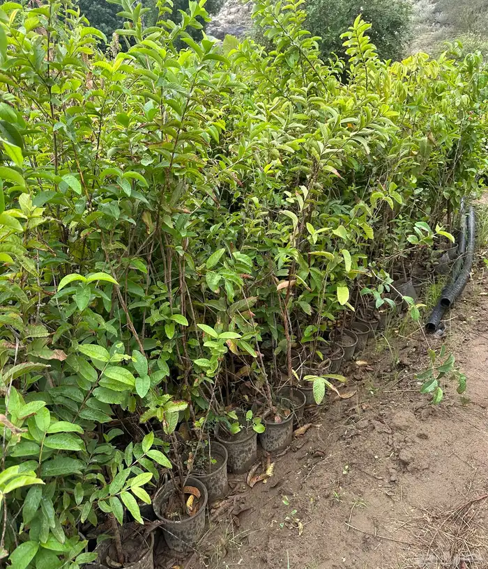 اشجار جوافه وتوت بالجمله 0