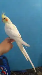 علاقه خضار ورقيات طيور خيوط كناري بياضه سعف نخل خوص كناري 17