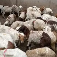 نوفر اغنام الدوبر والبارغوت 37