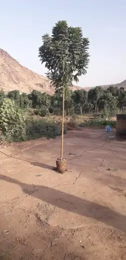 أشجار متنوعة ومثماره مع التوصيل وازرعه واسعار مناسبه 5
