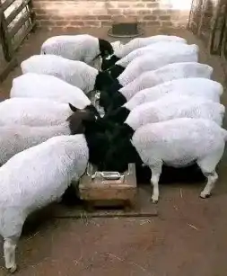 نوفر اغنام الدوبر والبارغوت 15