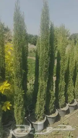 مزرعة الياسمين 9