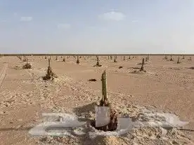 تركيب بيوت محمية وزراعة النخيل والخضروات والاشجار 0