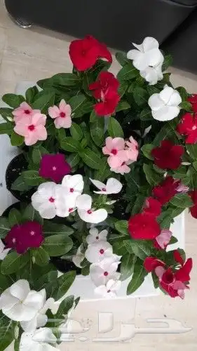 مزرعة الياسمين 7