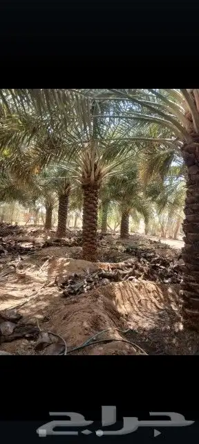 مقاول في مجال النخيل 1