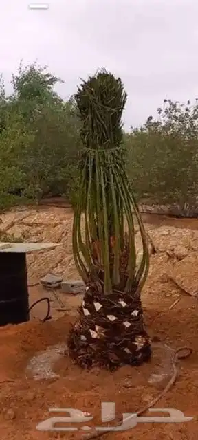 نخل لبيع 7