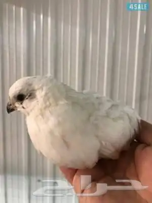 عرض ذكرين حجل مكسيكي ب200 1