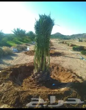 نخل لبيع 6