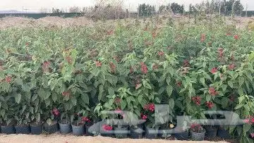 اشجار وزهور طبيعيه 5