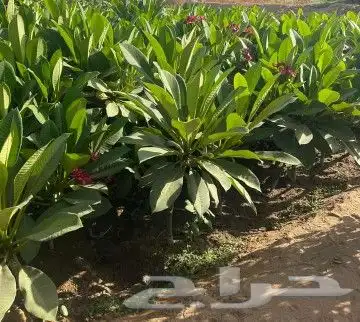 اشجار وزهور طبيعيه 8