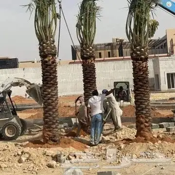 نخل لبيع 8