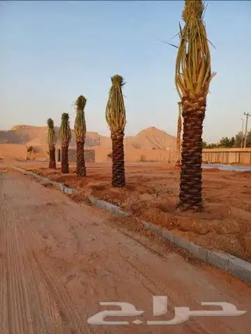 نخل لبيع 9