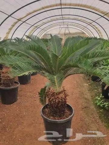 مزرعة الياسمين 0