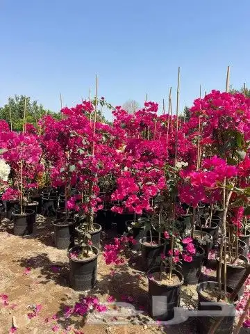 اشجار وزهور طبيعيه 4