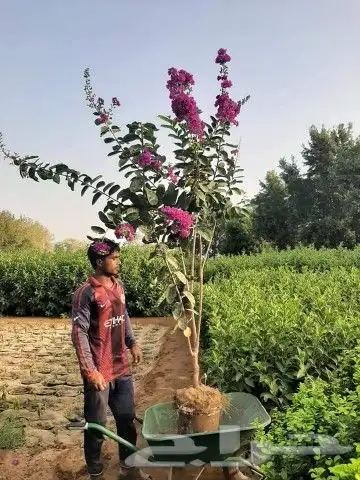 اشجار وزهور طبيعيه 6