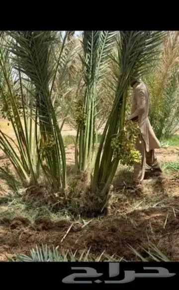 يوجد لدينا جميع أنواع النخيل المثمر والزينه 0