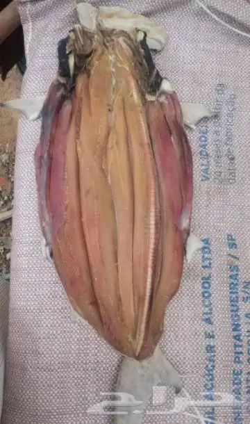 لخم ووجبات حضرميه تجهيز سفري ولخم ني من حضرموت 0