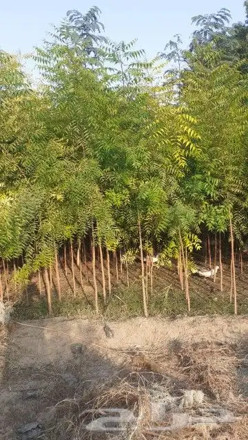 مزرعة الياسمين 4