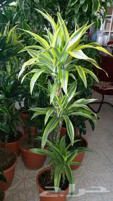 مزرعة الياسمين 1