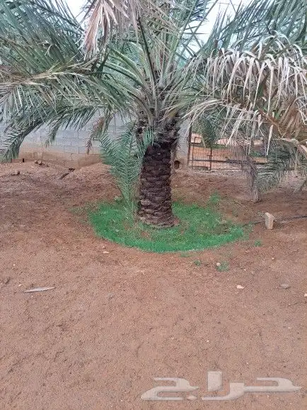 نخل لبيع 0