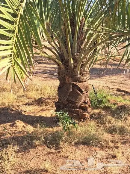 نخل لبيع 3
