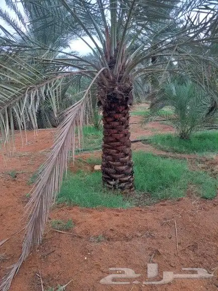 نخل لبيع 2