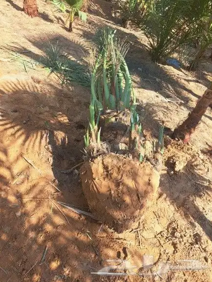 نخل لبيع 4