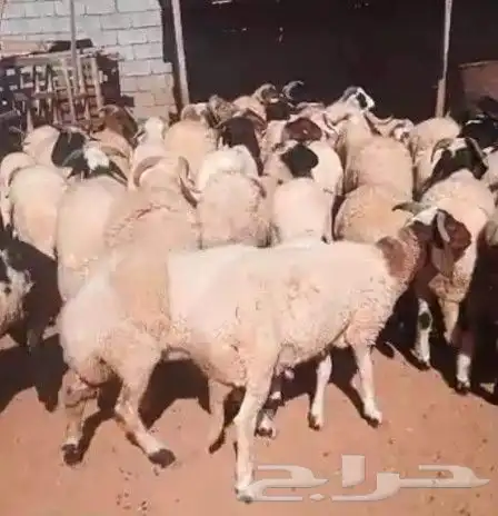 نوفر اغنام الدوبر والبارغوت 24
