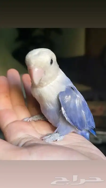 للبيع أجمل ببغاء الروز لون ازرق لطيف جدا لعوب مغرد 1