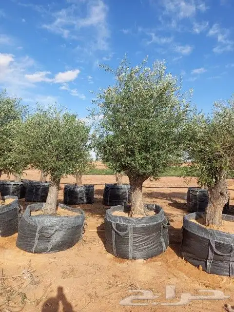 اشجار الزيتون. في مراكن حاجه طيبه مشاء الله تبارك الله 5