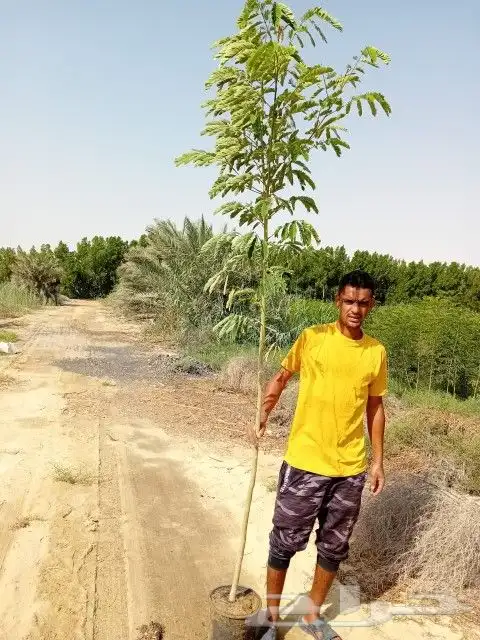 أشجار متنوعة ومثماره مع التوصيل وازرعه واسعار مناسبه 2