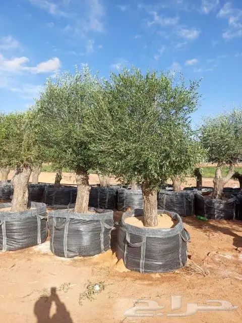 اشجار الزيتون. في مراكن حاجه طيبه مشاء الله تبارك الله 9