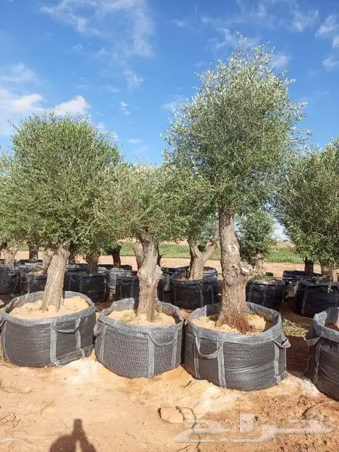 اشجار الزيتون. في مراكن حاجه طيبه مشاء الله تبارك الله 4