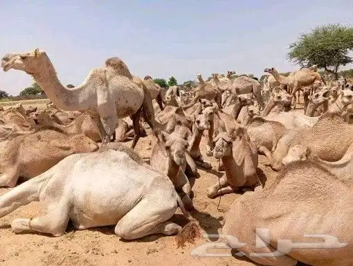 نوفر اغنام الدوبر والبارغوت 39